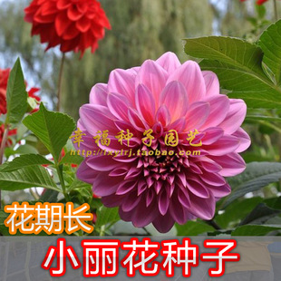 【小丽花种子】盆栽花卉种子 矮生大丽花 小丽菊 小理花种子