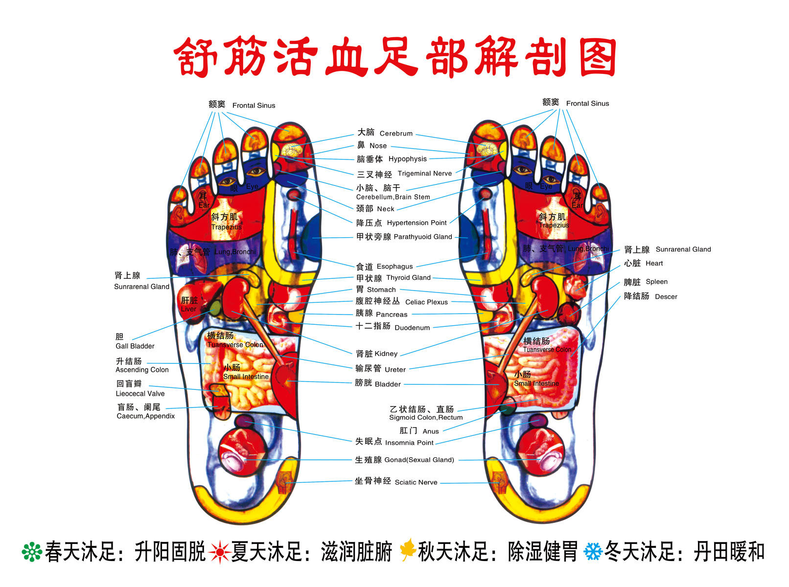 744海报印制展板写真喷绘贴纸589舒筋活血足部解剖图