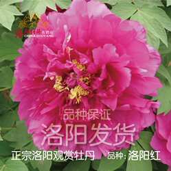 【洛阳红】正宗经典洛阳牡丹花苗精品紫二乔红色重瓣大花观赏庭院