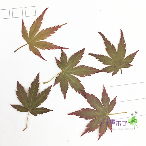 天然树叶树叶植物标本树叶