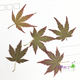 天然干花手机壳 押花压花干花 花事未了 天然色 小槭树叶
