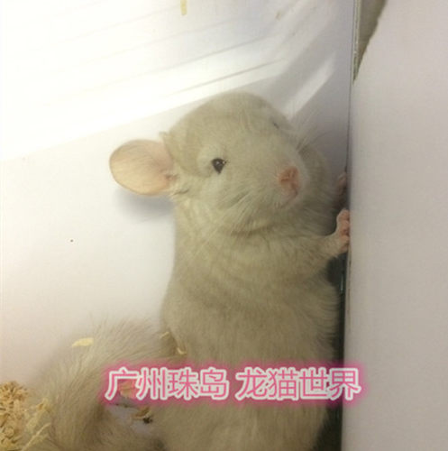 龙猫宝宝米色MM 米色龙猫一枚 广州实体店 欢迎到店挑选