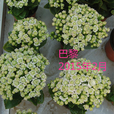 长寿花盆栽花卉春夏秋冬开花美观