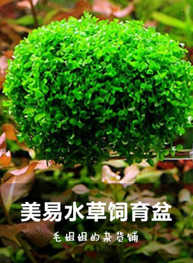 ETB美易 缸内水中盆景水草造景盆缸内微景观 亚克力 多种草籽可选