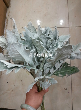 银叶菊雪叶菊菊叶鲜花配叶配草耐寒家居家庭用花鲜切花同城速递
