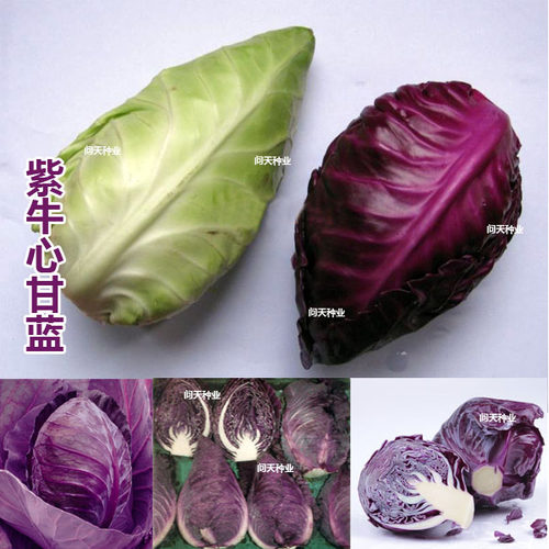 牛心蔬卷菜种子籽孑秧苗