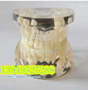 牙科新款牙模型保持器盒子牙套材料黑合架透明阻生 口腔牙齿模型