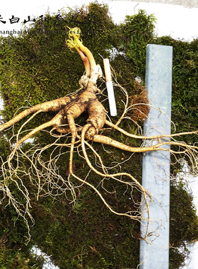 包邮长白山野山参新鲜移山参18年新货 泡酒送礼有档次