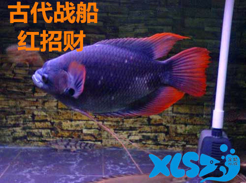 红尾招财古战船观赏鱼招财鱼