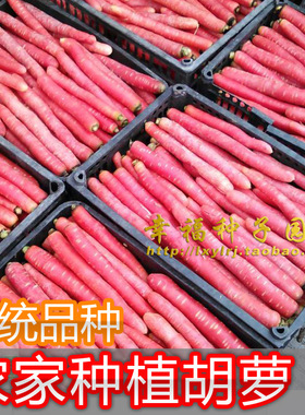 【农家胡萝卜种子】粉红色胡萝卜 老胡萝卜种子 传统品种紫红色