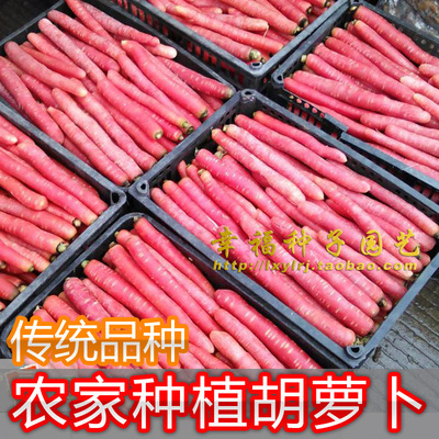 农家粉红色胡萝卜种子