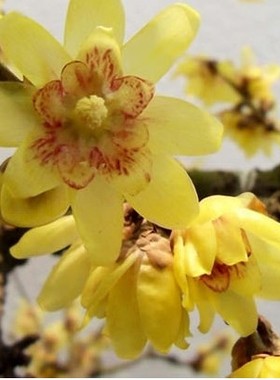 冬季新款植物腊梅树苗黄色盆栽地栽美人梅浓香型阳台庭院耐寒花卉