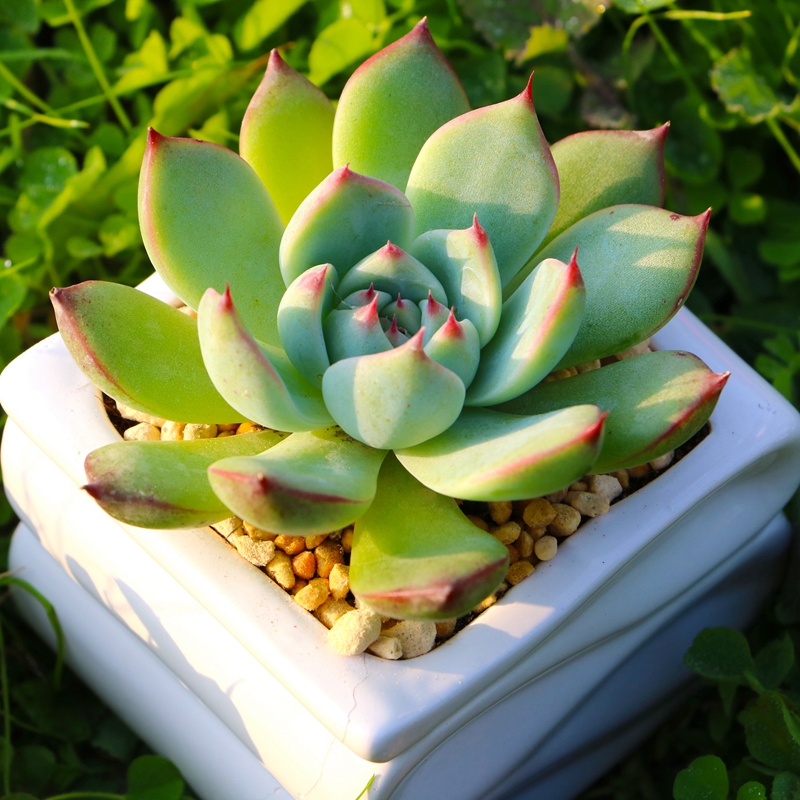 多肉 吉娃娃多肉植物组合盆栽 吉娃莲防辐射办公室内肉肉绿植园艺