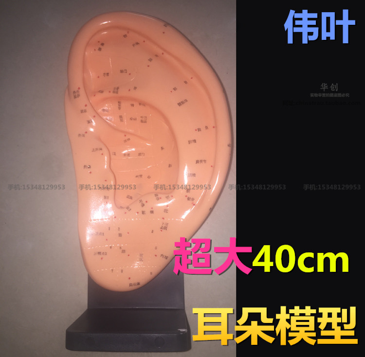正品伟叶经络通大耳部模型耳朵穴位耳贴穴位反射区耳按摩针灸40cm