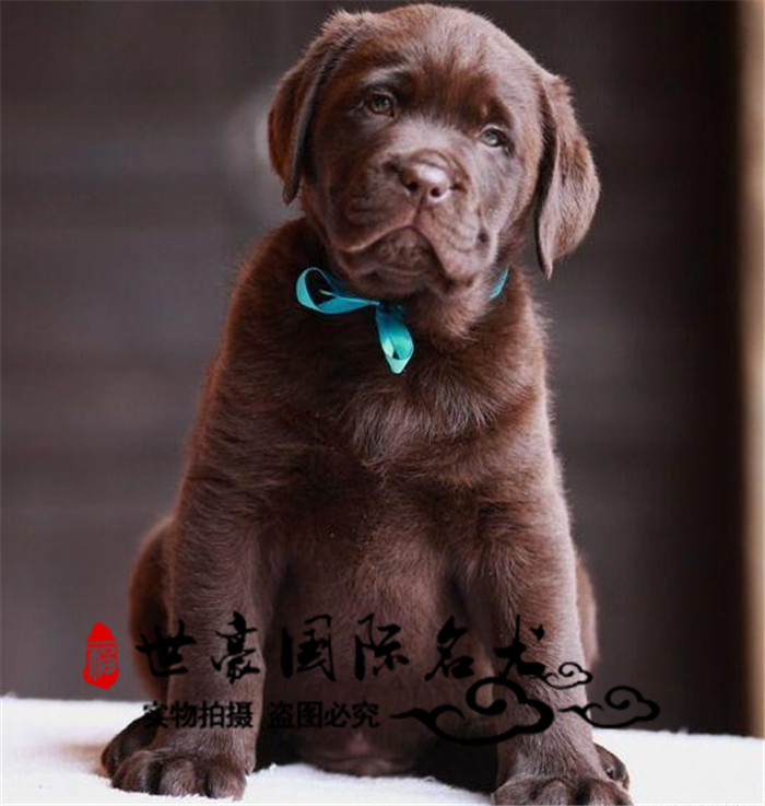 出售赛级双血统咖啡色拉布拉多幼犬纯种活体短毛宠物狗狗国内包运