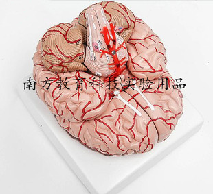人体大脑模型 神经科脑室脑干松果体解剖脑动脉专业医用 生物器材