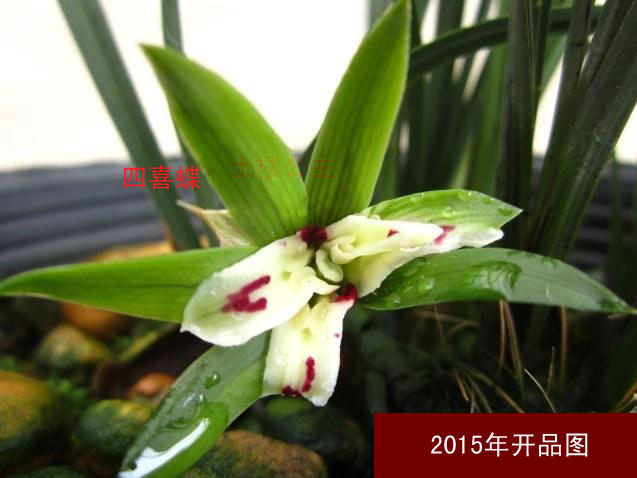 清仓价特价促销兰花 春兰吐血价销售 四喜蝶  免邮