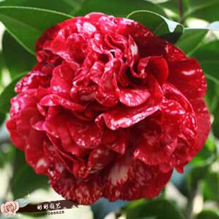 大元帅 云斑大元帅 格兰马歇尔  福建龙岩永福茶花苗名贵进口茶花