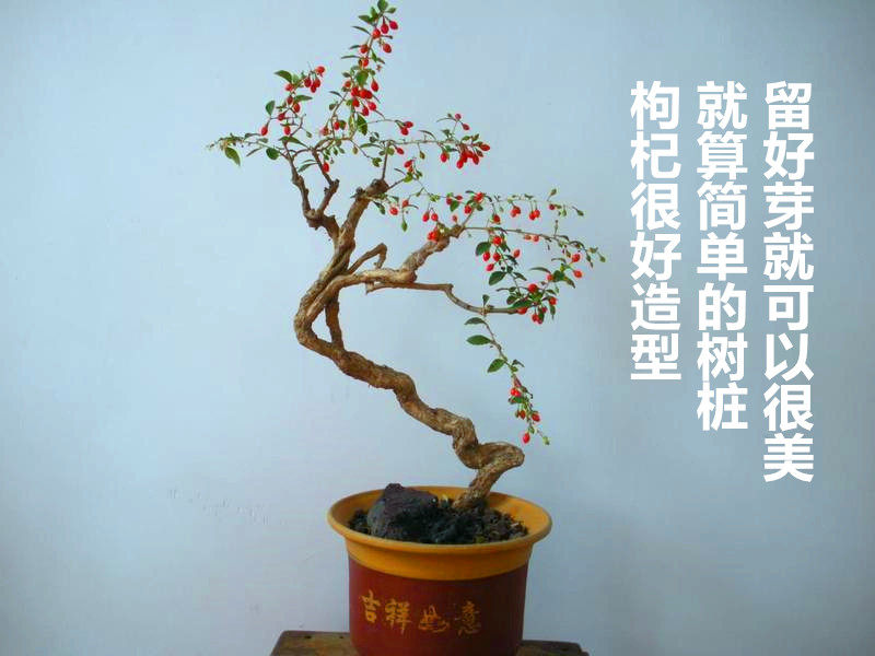 枸杞树苗 枸杞盆景老桩树桩 枸杞室内庭院盆栽植物苟杞构杞苗