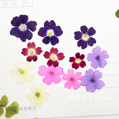 美女樱押花干花滴胶手机壳