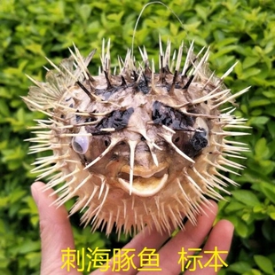 天然海螺贝壳 地中海刺鱼刺豚装饰品,海洋饰品居家摆件