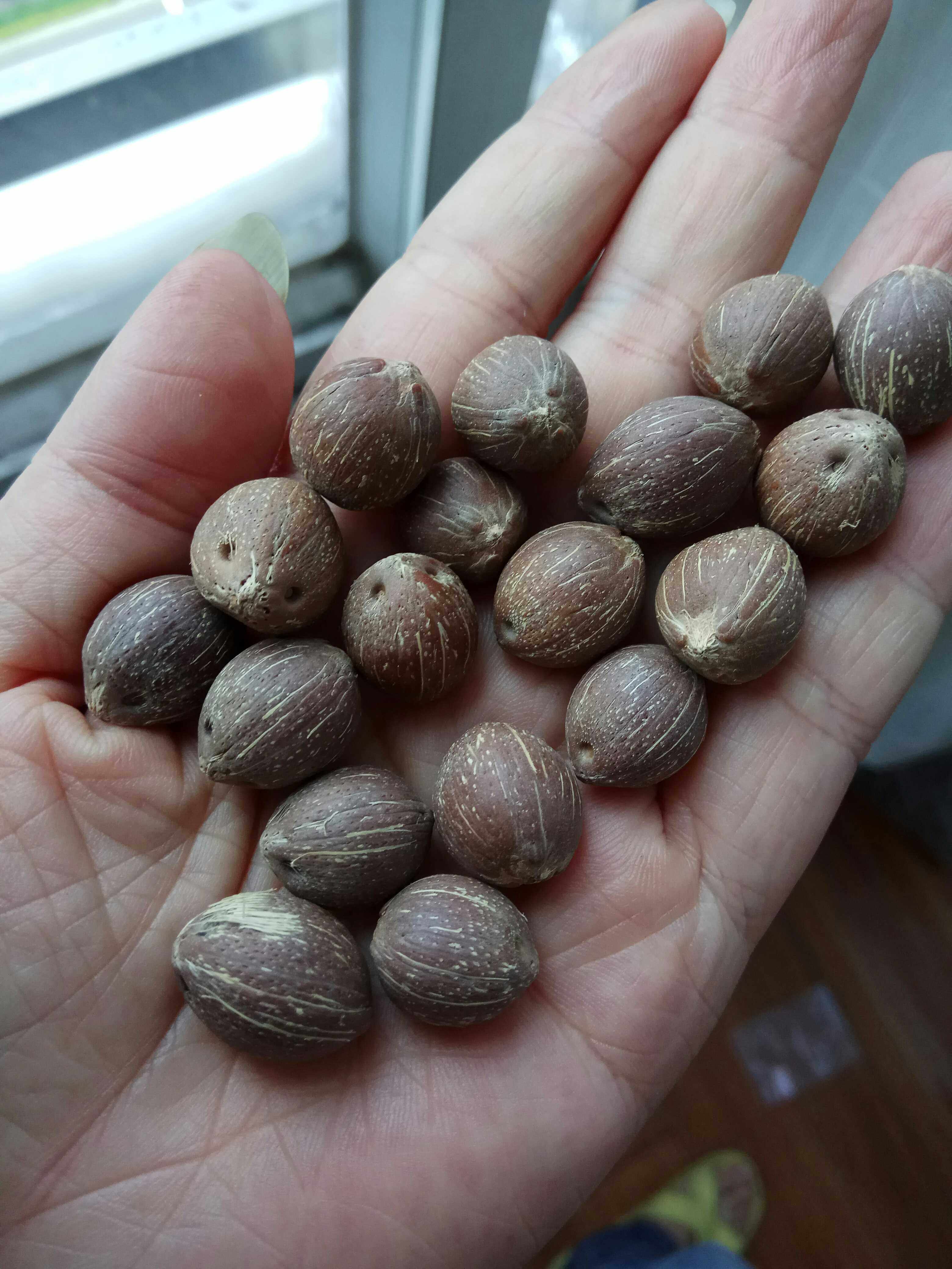 木木紫金招财鼠菩提籽三眼招财鼠金钱籽金山葵手持手串三眼紫金鼠