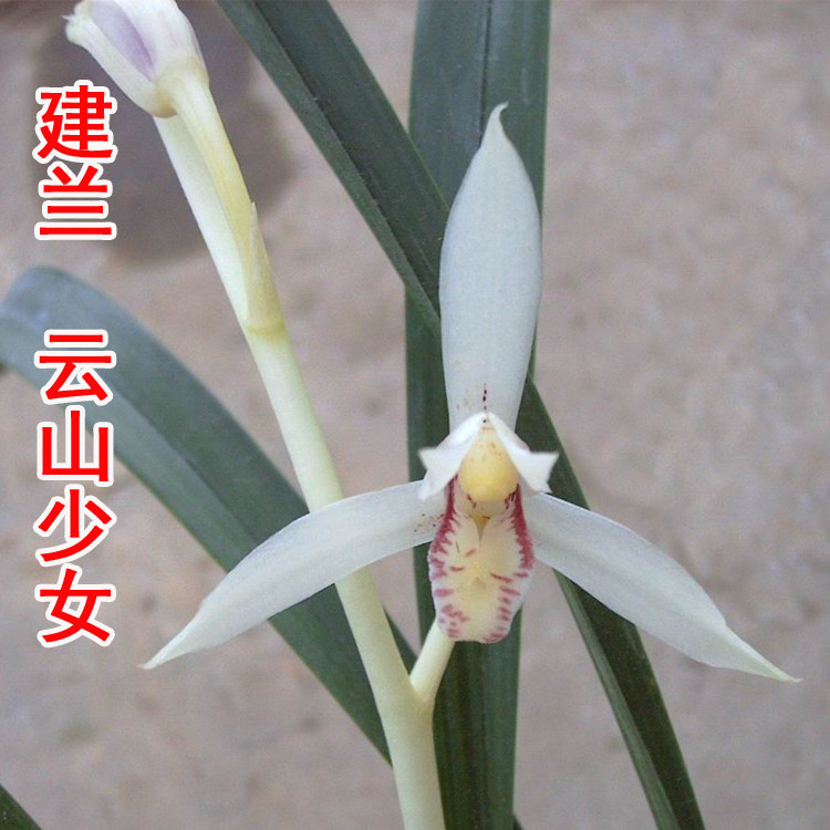 正品兰花~建兰四季兰云山少女原生老种带芽盆栽 免邮