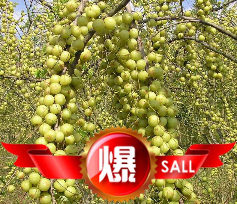 特价甜油甘苗、油甘苗、余甘子、四季二季开化二季结果、果树