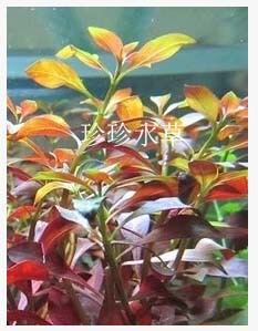 水草红丁香，丁香，珍珍水草（100%自产水中叶）5支