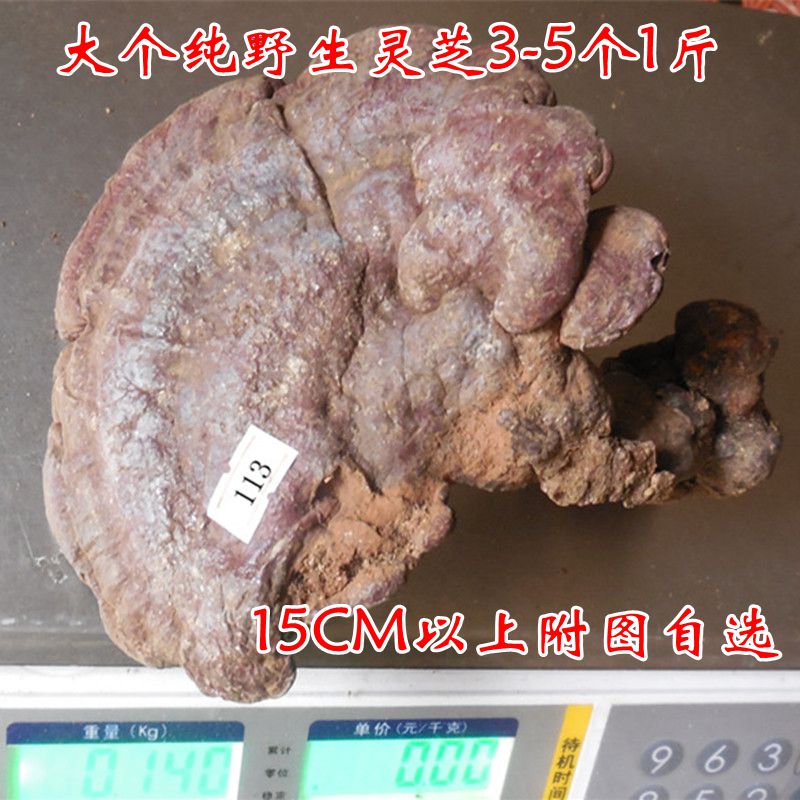 纯天然野生大个灵芝 带柄赤芝15CM以上 3-5个1斤 正品包邮