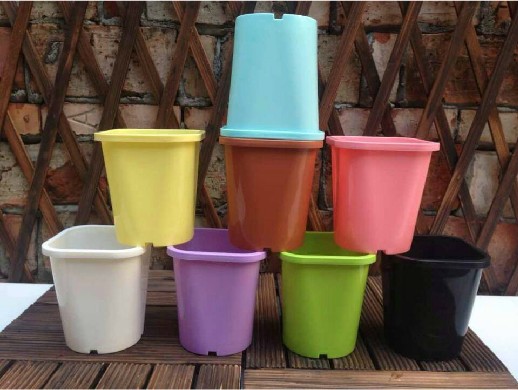 江苏网纹草绿萝月季苗