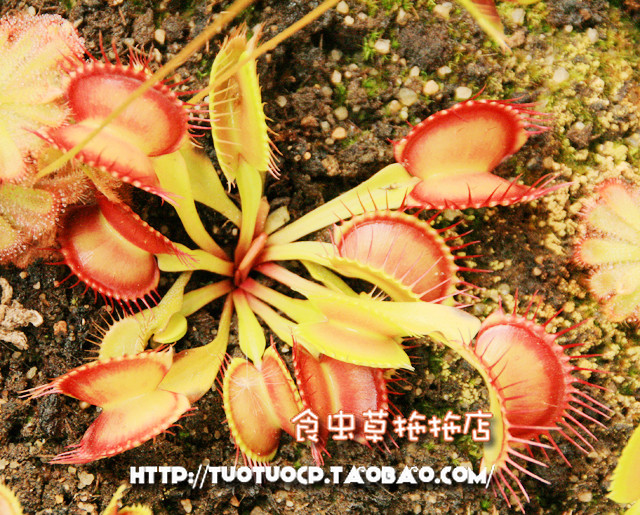 食虫植物 天堂捕蝇草 直立型 高端 金色系捕蝇草 种好发货