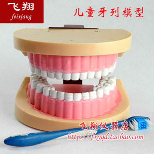 儿童牙列模型 小学科学实验器材 中学生物仪器 教学仪器 J39052
