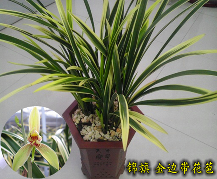 Cymbidium Four Seasons Portland Flower seedlings Pennant Big Crane Art in Phnom Penh Strong fragrance Bud Sell Flower Potin the Flower delivery/Flowers simulation/Plants gardening , Flowers/Potted plants (New) , Flowers  category - from Buy2taobao.com to provide professional Taobao agent buy service