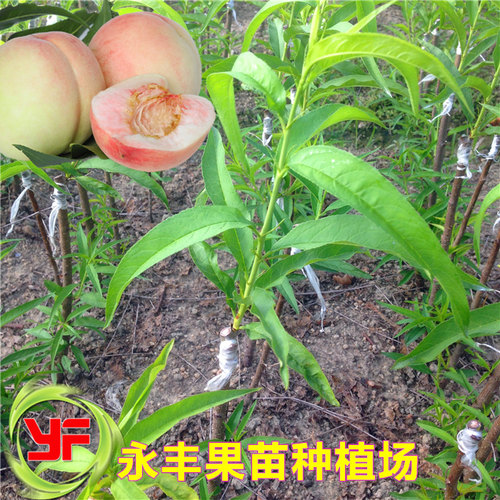 包邮果苗水蜜桃果树苗盆栽