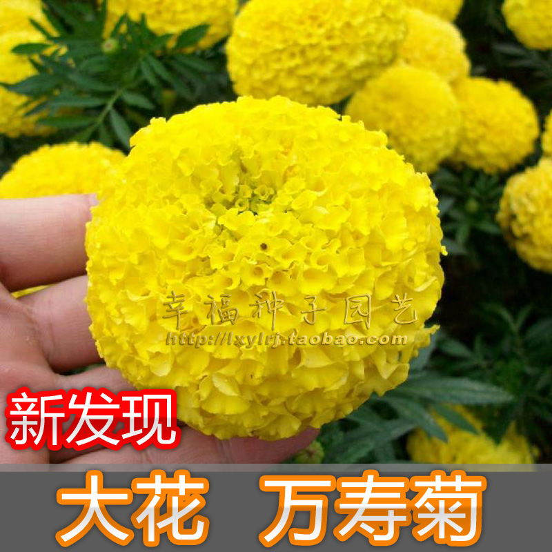 【万寿菊种子】阳台黄色菊花播种