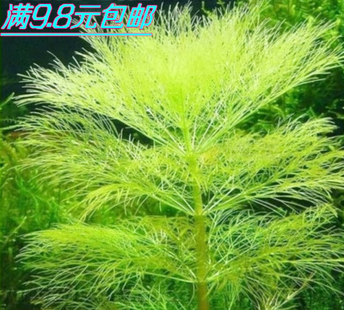 鱼缸水草造景套餐水族箱宝塔后景