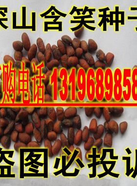 深山含笑种子 光叶白兰种子 莫式含笑 莫夫人玉兰 正品包邮