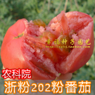 农科院【浙粉202粉果番茄种子】无限生长型粉果番茄 耐弱光  高产