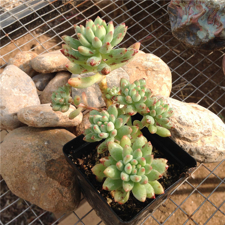 小梁肉多多 多肉植物一物一拍 果冻柳叶年华多头群桩 造型桩