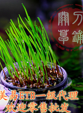 包邮 美易ETB 亚克力水草造景种植盆微景观盆栽带种子 水草盆