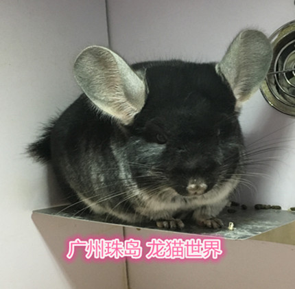 4个月大丝绒黑龙猫妹妹 丝黑MM一枚 广州实体店 欢迎到店挑选