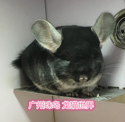 4个月大丝绒黑龙猫妹妹 丝黑MM一枚 广州实体店 欢迎到店挑选