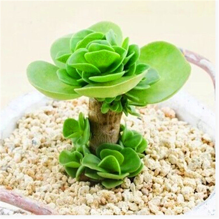 多肉金钱木多肉植物小老桩办公室迷你多肉盆栽包邮 虎窝淘