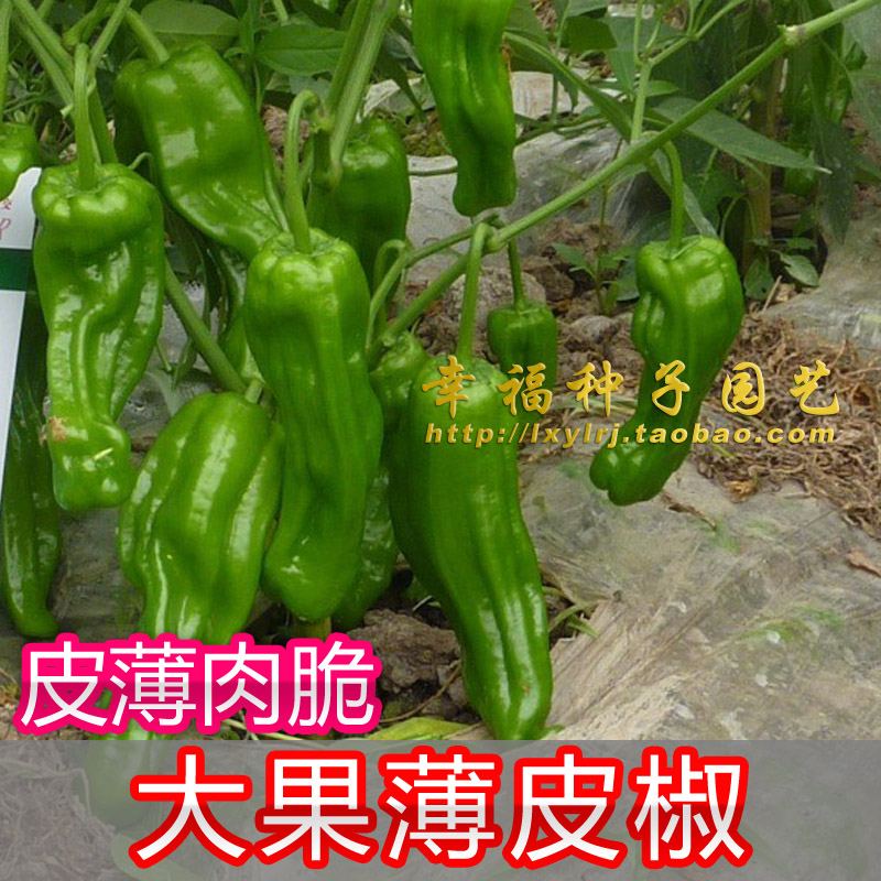 【大果薄皮泡椒种子】薄皮辣椒 极早熟 虎皮椒 新美椒春冠 春秋播