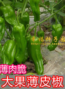 【大果薄皮泡椒种子】薄皮辣椒 极早熟 虎皮椒 新美椒春冠 春秋播