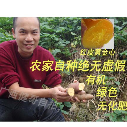 平西村黄心鸡蛋黄番薯农家现挖红薯新鲜粉香甜地瓜绿色食品5斤装