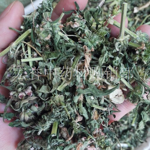 正品干益母草500克中药材