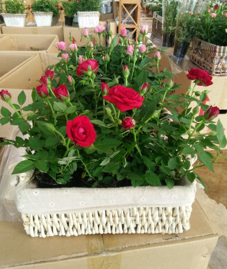 新品玫瑰迷你小玫瑰 火影  斗南花卉苗木