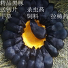 黑豚活体 宝宝农家荷兰鼠豚鼠荷兰猪豚鼠天竺鼠包活包邮|ms